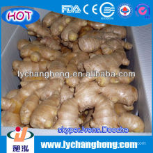 air dried ginger for uk,canada,usa,eu and dubai market